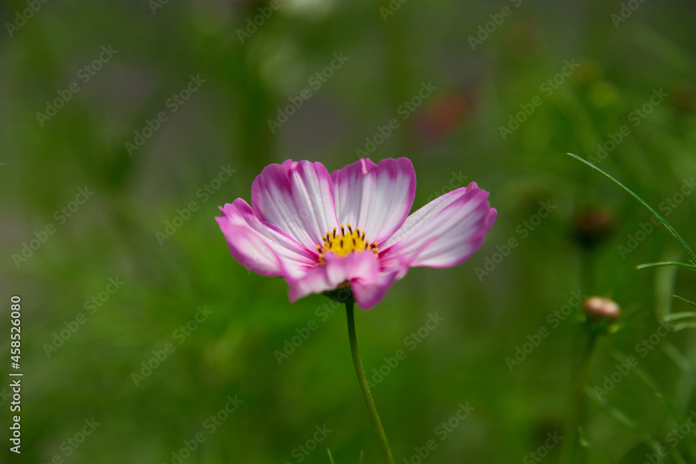 Close up of cosmeas on blurry background. Beautiful decorative flowers with bright buds. Concept of nature background. Selective focus. Close up of cosmeas on blurry background. Beautiful decorative flowers with bright buds. Concept of nature background. Selective focus.