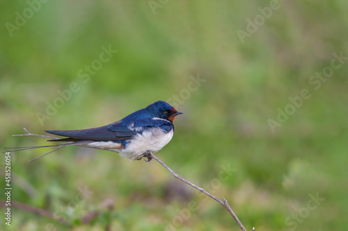 Barn Swallow (Hirundo rustica) walking on the grass © Ali Tellioglu
