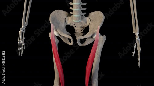  Overview of the Thigh Muscles photo