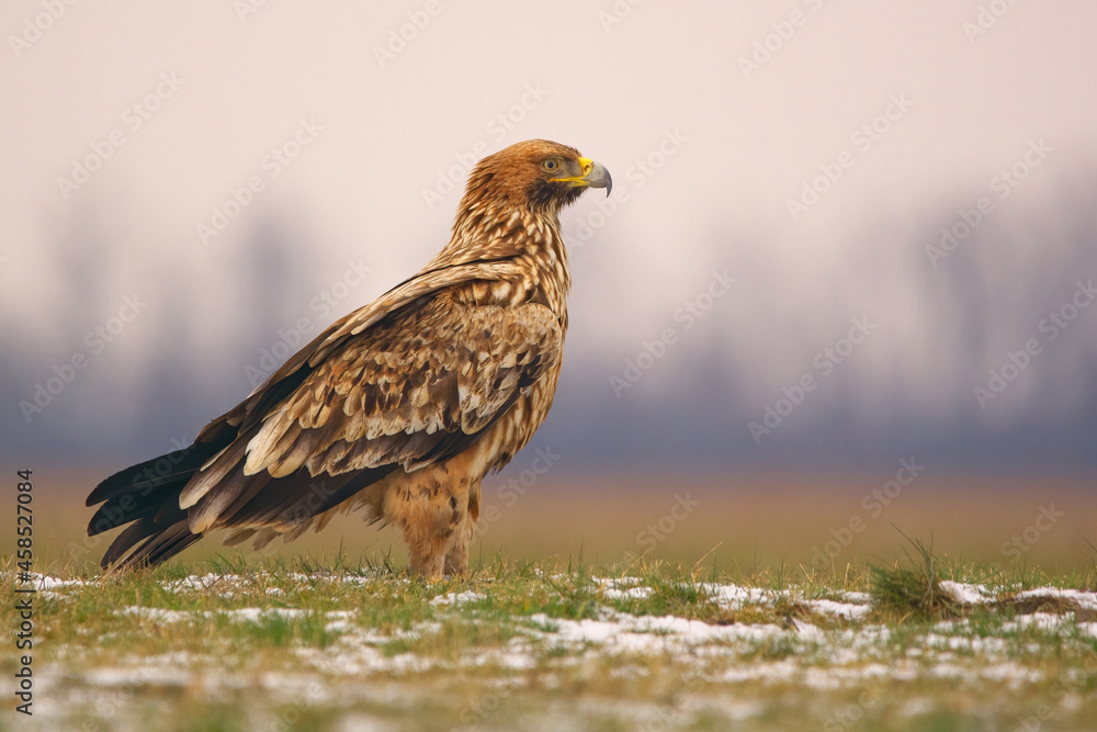 Eastern Imperial Eagle on the ground Eastern Imperial Eagle on the ground