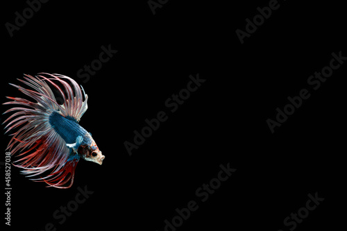 Beautiful Thai pattern betta fish in black background.