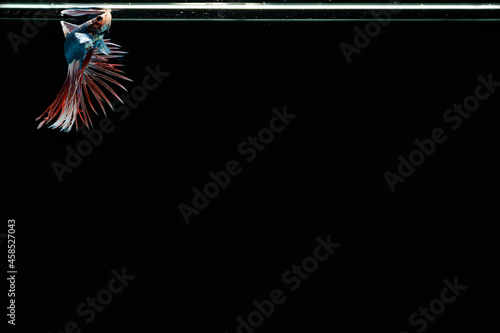 Beautiful Thai pattern betta fish in black background.