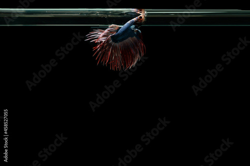 Beautiful Thai pattern betta fish in black background.