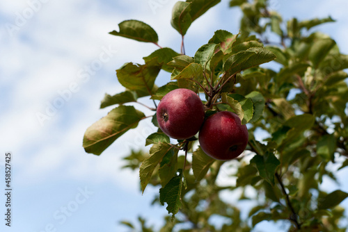 Wallpaper Mural Fruits of a wild apple tree on a branch close-up. Branch with red apples. Torontodigital.ca
