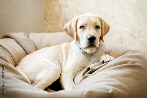 A fawn labrador puppy lies on a couch at home