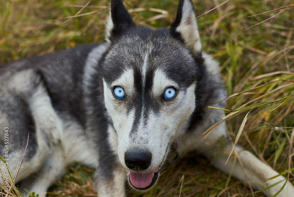  Siberian blue-eyed husky puppy looking up in meadow 