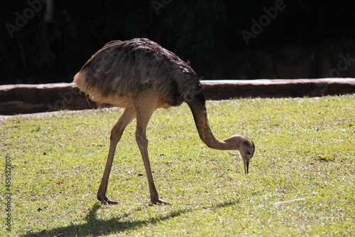 Rhea: Close-up of beak and eyes in a grassy field. It is the second largest species of flightless bird native to South America. Bonito- Mato Grosso do Sul - Brazil. photo