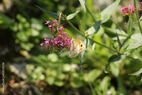 butterfly on a flower