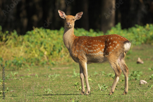 Female fallow deer on meadow