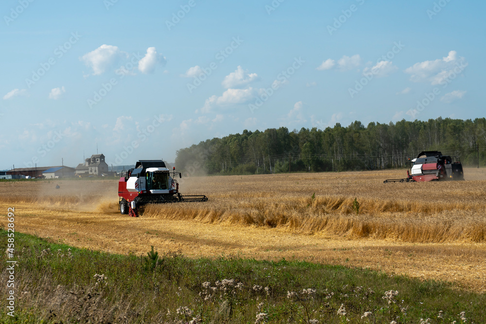 Fototapeta premium Two harvesters harvest wheat moving towards each other.