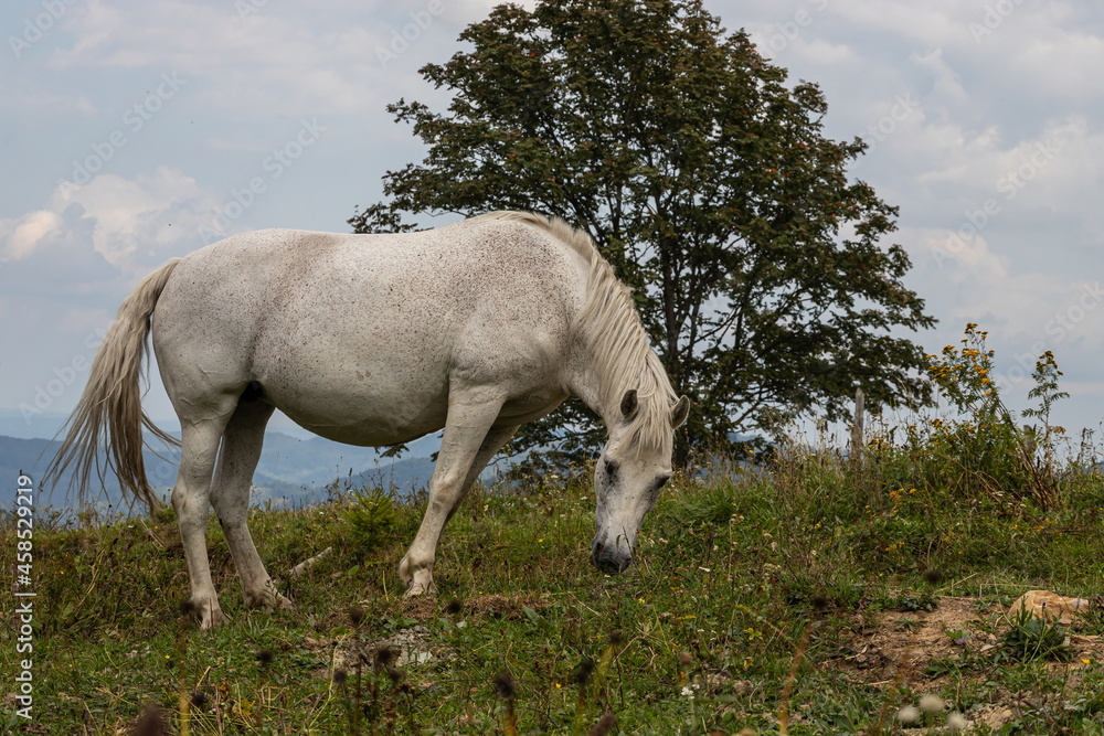 Head and neck of a white horse eating grass Head and neck of a white horse eating grass