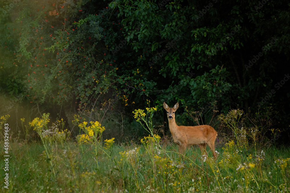 Fototapeta premium Roe deer on the meadow