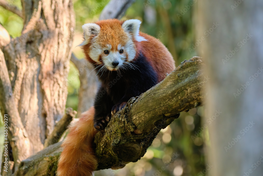 Obraz premium Red panda - Ailurus fulgens