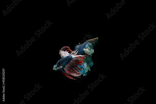 Beautiful fighting betta fish with Thai pattern.