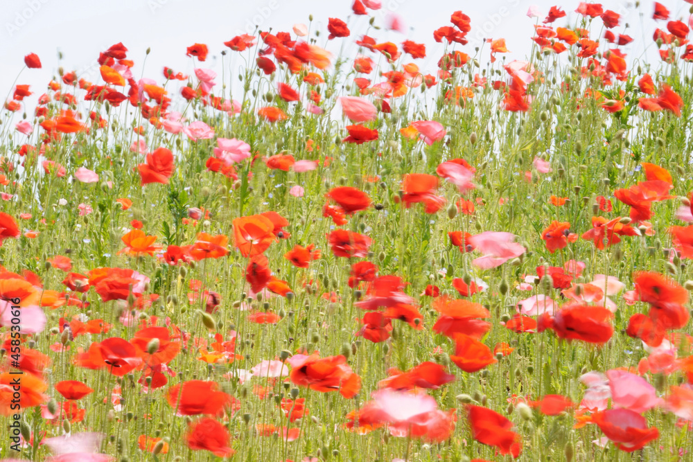 Fototapeta premium field of poppies