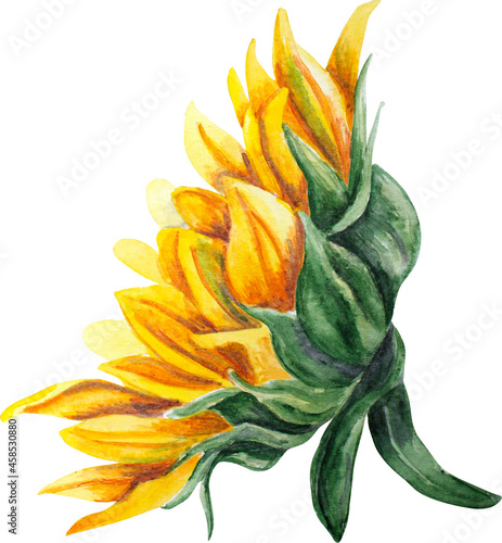 Sunflowers season watercolor illustration. Sunflowers leaves hand painted. Sunflowers illustration