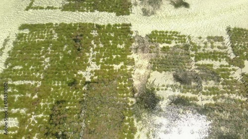 aerial shot of underwater seagrass sea weed plantation jambiani zanzibar tanzania photo