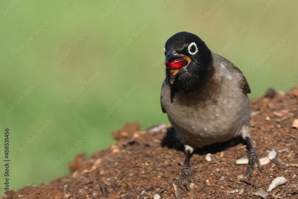 pycnonotus xanthopygos or white-sepctacled bulbul bird eating pomegranate pycnonotus xanthopygos or white-sepctacled bulbul bird eating pomegranate