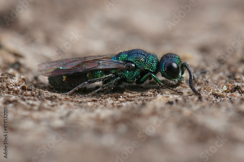 Closeup on the green iridescent jewel wasp, Trichrysis cyanea photo