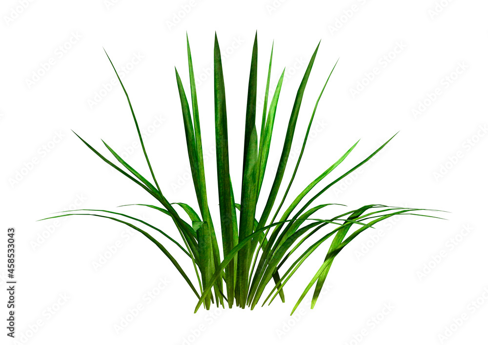 Fototapeta premium 3D Rendering Patch of Grass on White