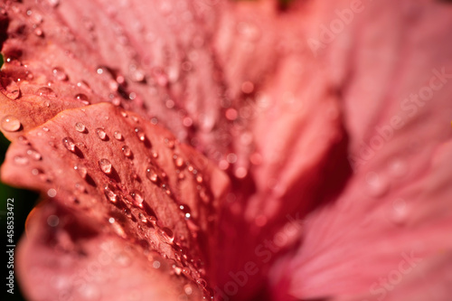 Close up of large striking and trumpet shaped Hibiscus petals after a rain shower in the sun. Focus on the water drops on the left.