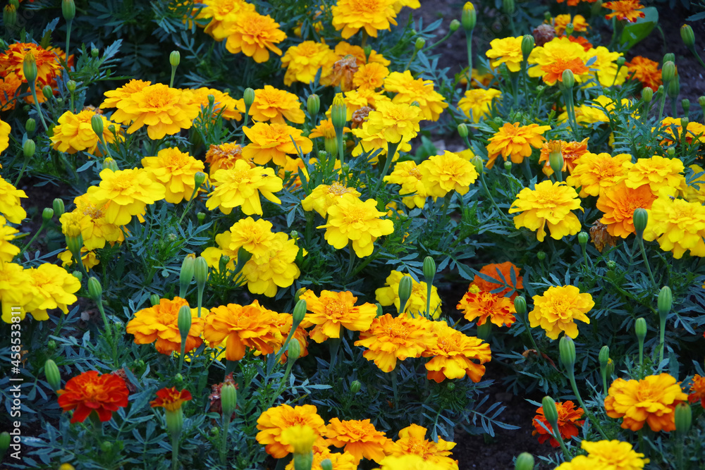 A field of red, yellow, and orange colored carnations flowers