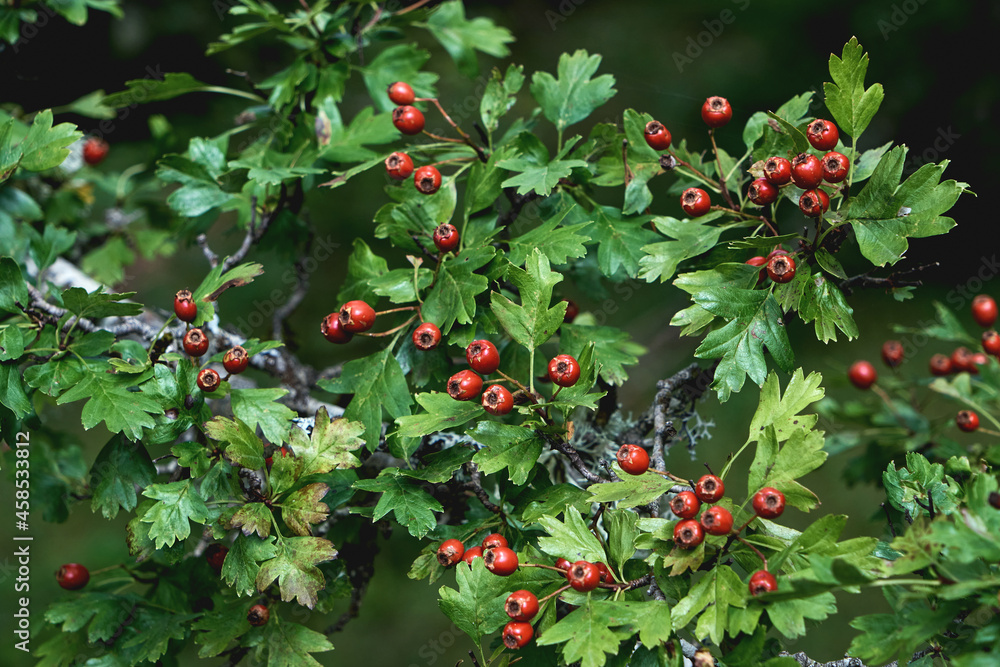 Hawthorn red berries