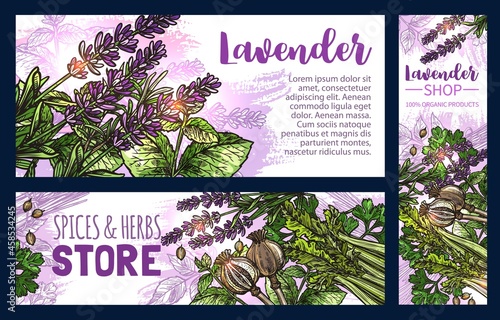 Lavender and spice vector sketch banners of food condiments, kitchen herbs and seasonings. Mint, parsley and celery, peppermint or spearmint green leaves, lavender flower, coriander and poppy seeds