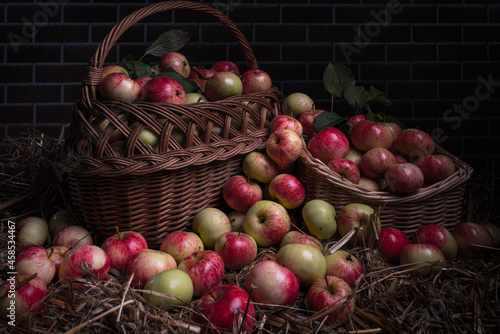 The apple harvest is collected in baskets and laid on a bed of straw for long storage in winter