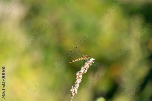 Wallpaper Mural とんぼ Torontodigital.ca