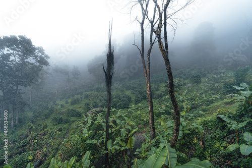Coffee plantation in the misty forest in South Asia