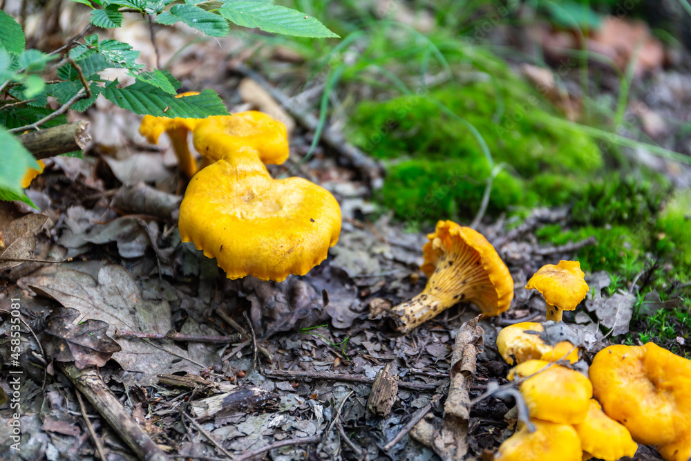 Field of yellow wild Chanterelles (Cantharellus) mushrooms growing in