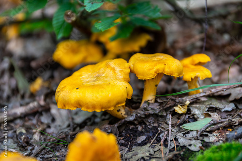 Field of yellow wild Chanterelles (Cantharellus) mushrooms growing in humid undergrowth in a forest in Poland.