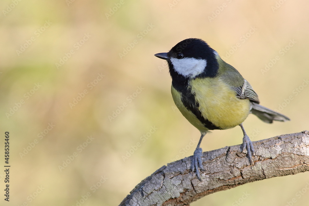 A great tit bird perched on branch A great tit bird perched on branch