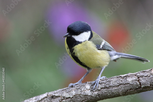  great tit or parus major on twig on a beautiful background in spring