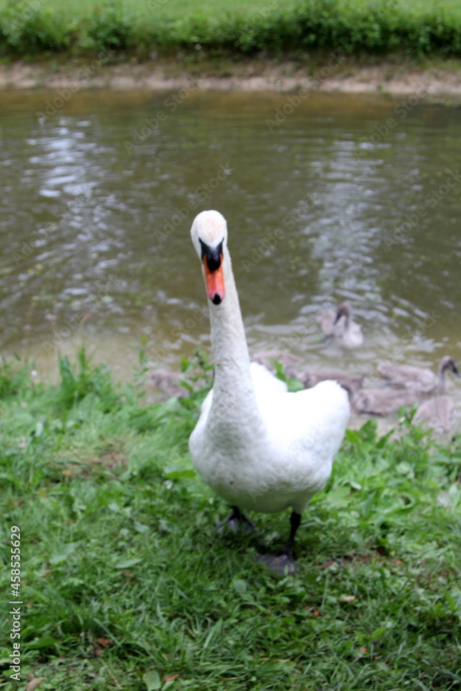 A family of swans with small gray swan children swims in the lake water A family of swans with small gray swan children swims in the lake water