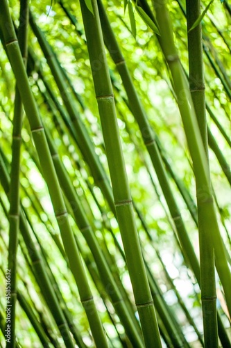 Fresh green nature Bamboo Stem