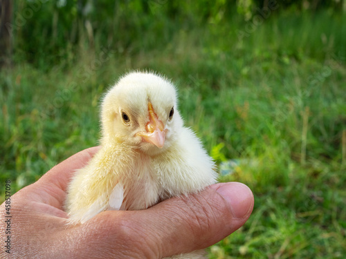 A small yellow chicken in the hands of a man on a green background.