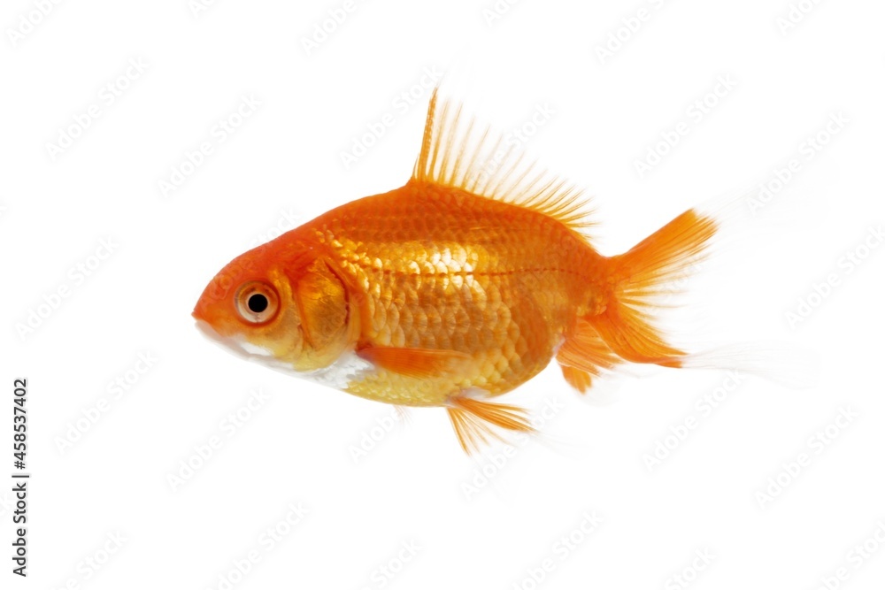 Fototapeta premium Goldfish - isolated image
