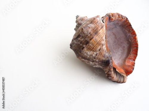 Rapana, genus of carnivorous marine prosobranch gastropods from the Muricidae. The shell is broadly oval, gray-brown color with spiral ribs and axial thickenings. Empty seashell on white background photo