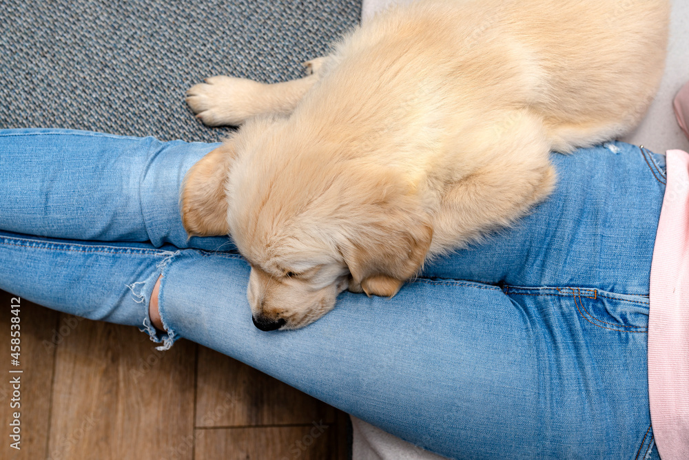 A male golden retriever puppy sleeps on the legs of a woman who sits on a couch in the living room of the house, top view. A male golden retriever puppy sleeps on the legs of a woman who sits on a couch in the living room of the house, top view.