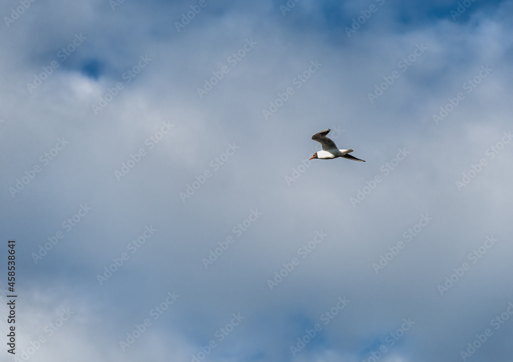 A lonely seagull flying high in the blue sky against white clouds. Daylight. Wild birds in natural habitats.
