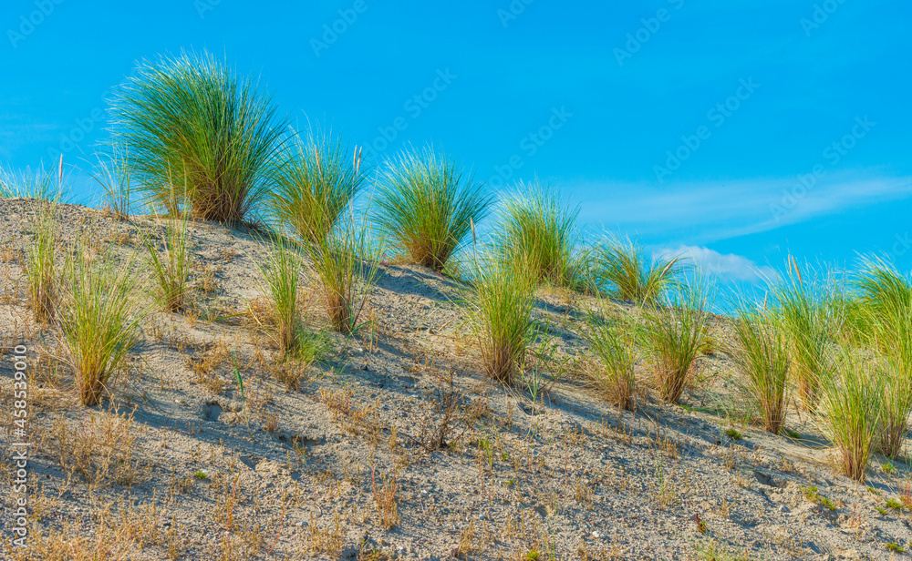 Sand dunes with grass and yellow white sand along the coast of an island below a blue sky in bright sunlight in summer, Marker Wadden, Lelystad, Flevoland, Netherlands, september 20, 2021 Sand dunes with grass and yellow white sand along the coast of an island below a blue sky in bright sunlight in summer, Marker Wadden, Lelystad, Flevoland, Netherlands, september 20, 2021