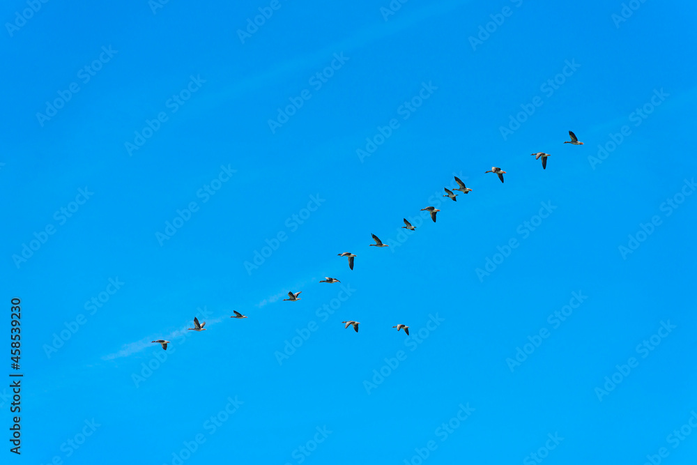 Geese flying in a bright blue sky in sunlight over wetland in summer, Marker Wadden, Lelystad, Flevoland, The Netherlands, September 20, 2021 Geese flying in a bright blue sky in sunlight over wetland in summer, Marker Wadden, Lelystad, Flevoland, The Netherlands, September 20, 2021