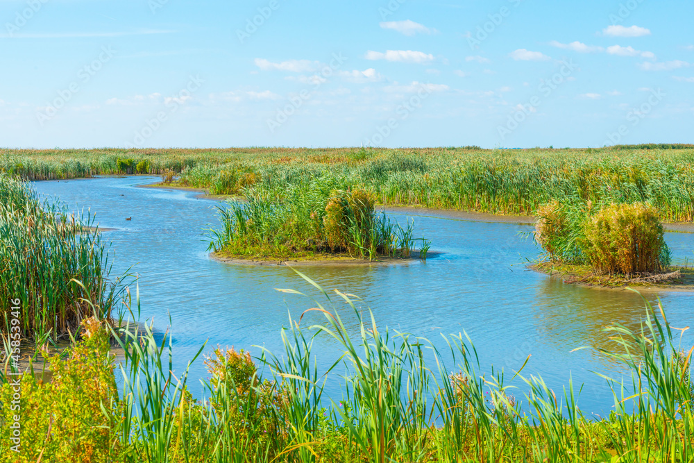 Inlet of an island wetland nature reserve with wild flowers, cattail and reed along a lake below a bright blue sky in summer, Marker Wadden, Lelystad, Flevoland, Netherlands, september 20, 2021 Inlet of an island wetland nature reserve with wild flowers, cattail and reed along a lake below a bright blue sky in summer, Marker Wadden, Lelystad, Flevoland, Netherlands, september 20, 2021