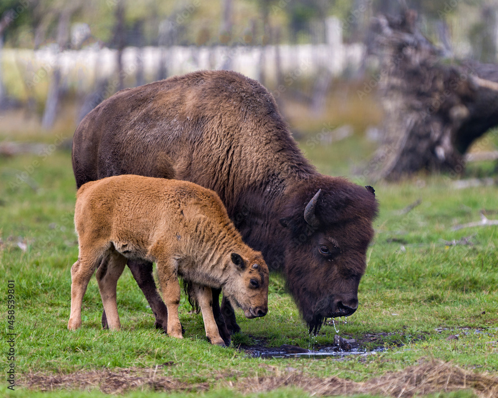 Bison Stock Photo and Image. Bison adult with baby bison drinking water in the field in their environment and habitat surrounding. Buffalo Picture. Bison Stock Photo and Image. Bison adult with baby bison drinking water in the field in their environment and habitat surrounding. Buffalo Picture.