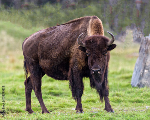 Bison Stock Photo and Image. Close-up view looking at camera with a blur background displaying large body and horns in its environment and habitat surrounding. Buffalo Picture.