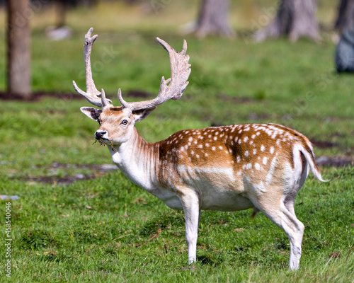 Deer Stock Photo.  Close-up profile view in the field with grass and trees background in his environment and surrounding habitat displaying its antlers.  Fallow Deer Image.