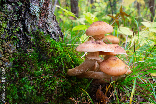 Close-up is group of mushrooms honey agarics on tree among green moss in autumn forest. Armillaria mellea or honey fungus is the edible mushroom