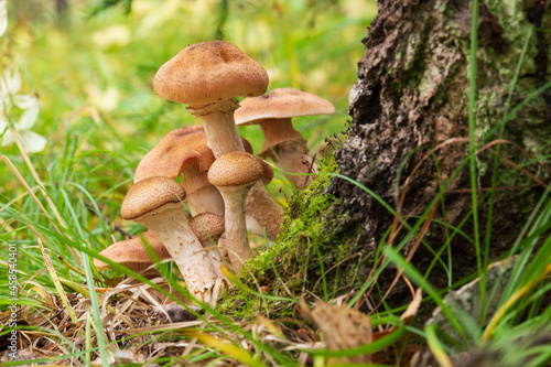Group of mushrooms honey fungus on birch tree in autumn forest. Armillaria mellea is the beautiful edible mushroom. © Вера Тихонова